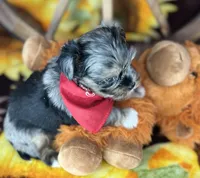 Maverick  Merle teddy bear face , a male Shorkie for sale in Tacoma, WA – Photo 2 of 10