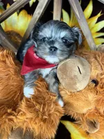 Maverick  Merle teddy bear face , a male Shorkie for sale in Tacoma, WA – Photo 4 of 10