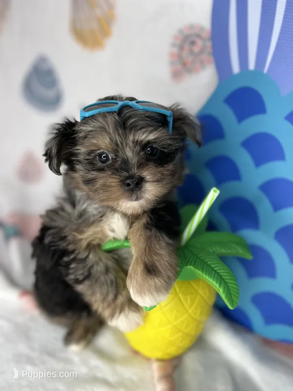 Maverick  Merle teddy bear face  – Shih Tzu, Yorkshire Terrier puppy for sale in Tacoma, WA
