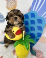 Hank extreme teddy bear face! , a male Shorkie for sale in Tacoma, WA – 7 of 10