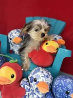 Joey ready now  Merle Shorkie sweetheart , a male Yorkshire Terrier for sale in Tacoma, WA – 6 of 6