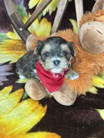 Joey sunshine gold , a male Shorkie for sale in Tacoma, WA – Photo 3 of 10