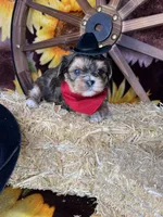 Joey sunshine gold , a male Shorkie for sale in Tacoma, WA – Photo 9 of 10