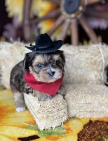 Joey sunshine gold , a male Shorkie for sale in Tacoma, WA – Photo 4 of 10