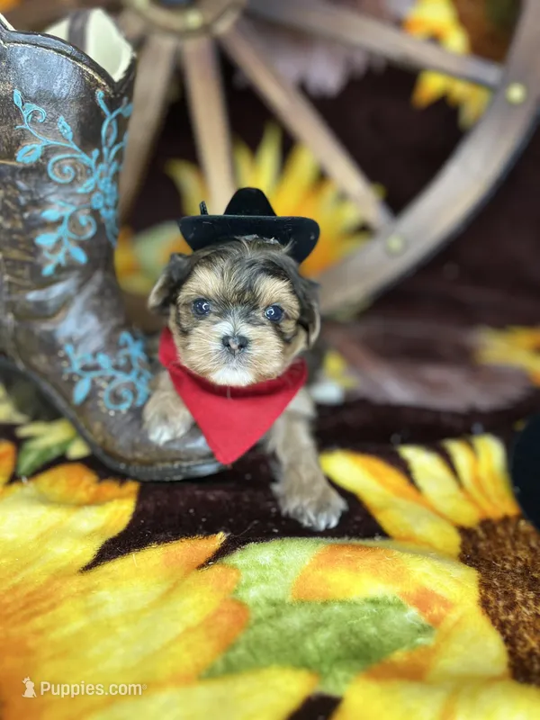 Joey sunshine gold  – Shorkie puppy for sale in Tacoma, WA