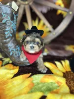 Joey sunshine gold , a male Shorkie for sale in Tacoma, WA – Photo 1 of 10