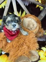 Joey sunshine gold , a male Shorkie for sale in Tacoma, WA – Photo 5 of 10