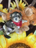 Joey sunshine gold , a male Shorkie for sale in Tacoma, WA – Photo 8 of 10