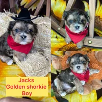 Joey sunshine gold , a male Shorkie for sale in Tacoma, WA – Photo 10 of 10