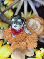 Joey sunshine gold , a male Shorkie for sale in Tacoma, WA – Photo 6 of 10