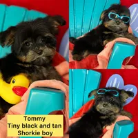 Xxxtiny Tommy shorkie boy , a male Shih Tzu and Yorkshire Terrier for sale in Tacoma, WA – 5 of 10