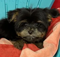 Xxxtiny Tommy shorkie boy , a male Shih Tzu and Yorkshire Terrier for sale in Tacoma, WA – 3 of 10