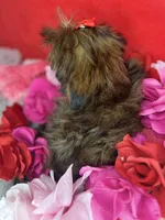 Tiny Lucy ready now! Tiny shorkie girl , a female Shih Tzu and Yorkshire Terrier for sale in Tacoma, WA – 5 of 10