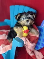 Tiny Timmy Extreme teddy bear face shorkie , a male Shih Tzu and Yorkshire Terrier for sale in Tacoma, WA – 4 of 9