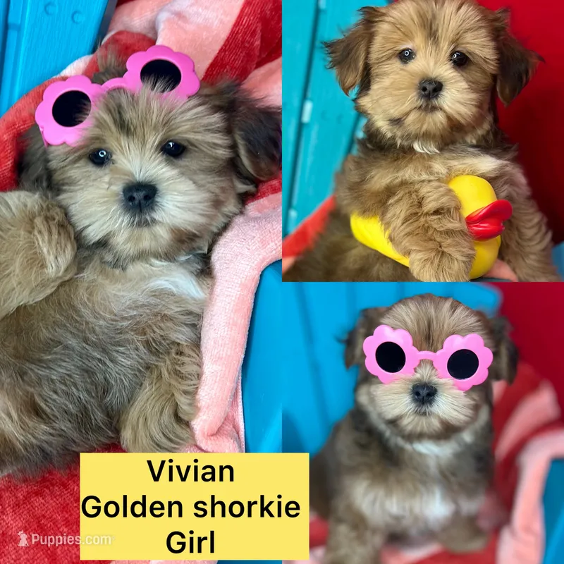 Vivian vet check fecal test ready now!  – Shih Tzu, Yorkshire Terrier puppy for sale in Tacoma, WA