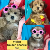 Baby doll face!  vet check fecal test ready now! , a female Shih Tzu and Yorkshire Terrier for sale in Tacoma, WA – 3 of 8