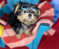 Tiny Timmy Extreme teddy bear face shorkie , a male Shih Tzu and Yorkshire Terrier for sale in Tacoma, WA – 5 of 9