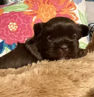TOOTSIE CHOCOLATE SHORKIE , a female Shih Tzu and Yorkshire Terrier for sale in Tacoma, WA – 4 of 6