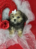 Amore Extreme baby doll face vet check ready now , a female Shih Tzu and Yorkshire Terrier for sale in Tacoma, WA – 2 of 6
