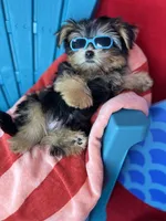 Tiny Timmy Extreme teddy bear face shorkie , a male Shih Tzu and Yorkshire Terrier for sale in Tacoma, WA – 3 of 9