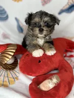 Maverick  vet check fecal test ready now! , a male Shih Tzu and Yorkshire Terrier for sale in Tacoma, WA – 10 of 10