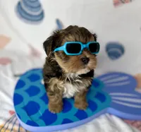 Hank extreme teddy bear face! , a male Shorkie for sale in Tacoma, WA – 10 of 10