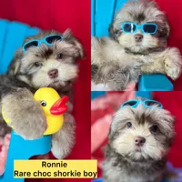 Ronnie EXTREME TEDDY BEAR FACE! Ready now , a male Shih Tzu and Yorkshire Terrier for sale in Tacoma, WA – 1 of 3