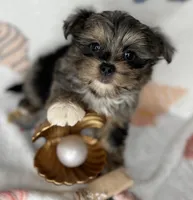 Maverick  vet check fecal test ready now! , a male Shih Tzu and Yorkshire Terrier for sale in Tacoma, WA – 6 of 10