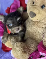Tiny Mikey , a male Shih Tzu and Yorkshire Terrier for sale in Tacoma, WA – Photo 5 of 9