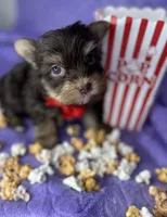 Tiny Mikey , a male Shih Tzu and Yorkshire Terrier for sale in Tacoma, WA – Photo 3 of 9