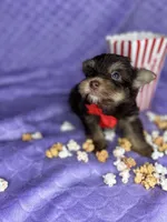 Tiny Mikey , a male Shih Tzu and Yorkshire Terrier for sale in Tacoma, WA – Photo 7 of 9