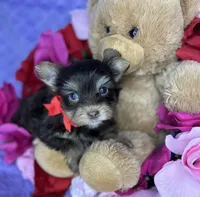 Tiny Mikey , a male Shih Tzu and Yorkshire Terrier for sale in Tacoma, WA – Photo 6 of 9