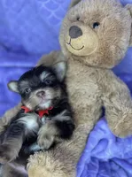 Tiny Mikey , a male Shih Tzu and Yorkshire Terrier for sale in Tacoma, WA – Photo 9 of 9