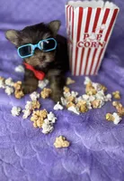 Tiny Mikey , a male Shih Tzu and Yorkshire Terrier for sale in Tacoma, WA – Photo 1 of 9