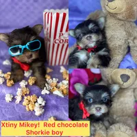 Tiny Mikey , a male Shih Tzu and Yorkshire Terrier for sale in Tacoma, WA – Photo 8 of 9