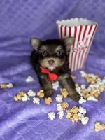 Tiny Mikey , a male Shih Tzu and Yorkshire Terrier for sale in Tacoma, WA – Photo 2 of 9