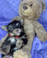 Tiny Mikey , a male Shih Tzu and Yorkshire Terrier for sale in Tacoma, WA – Photo 4 of 9