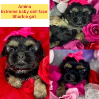 Amina Baby doll faced , a female Shih Tzu and Yorkshire Terrier for sale in Tacoma, WA – 7 of 7
