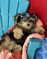 Tiny Timmy Extreme teddy bear face shorkie , a male Shih Tzu and Yorkshire Terrier for sale in Tacoma, WA – 2 of 9