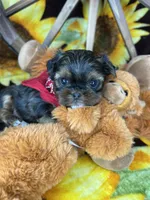 Kayce Baby doll face , a male Shorkie for sale in Tacoma, WA – Photo 9 of 9