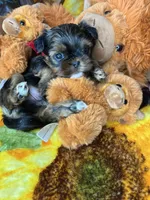 Kayce Baby doll face , a male Shorkie for sale in Tacoma, WA – Photo 8 of 9
