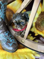 Kayce Baby doll face , a male Shorkie for sale in Tacoma, WA – Photo 6 of 9