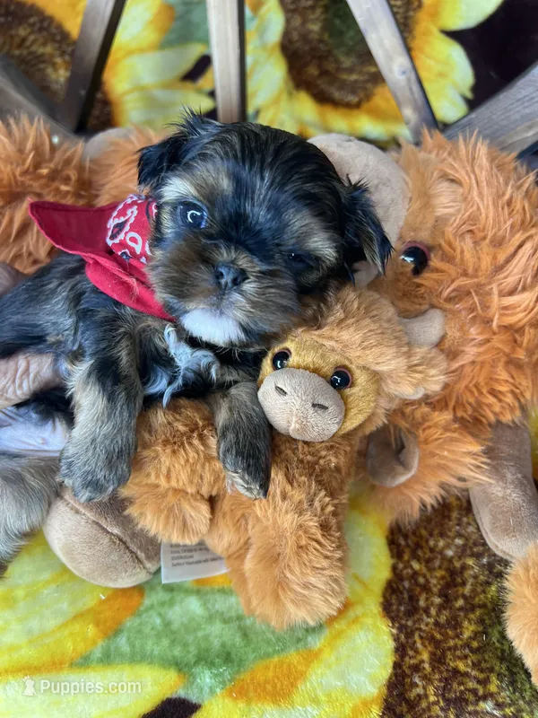 Kayce Baby doll face  – Shih Tzu, Yorkshire Terrier puppy for sale in Tacoma, WA