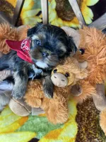 Kayce Baby doll face , a male Shorkie for sale in Tacoma, WA – Photo 7 of 9