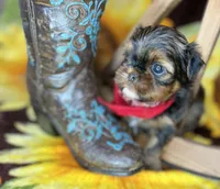 Kayce Baby doll face , a male Shorkie for sale in Tacoma, WA – Photo 4 of 9