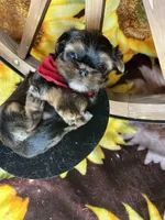 Kayce Baby doll face , a male Shorkie for sale in Tacoma, WA – Photo 2 of 9