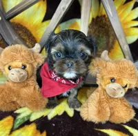 Kayce Baby doll face , a male Shorkie for sale in Tacoma, WA – Photo 3 of 9