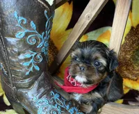 Kayce Baby doll face , a male Shorkie for sale in Tacoma, WA – Photo 5 of 9