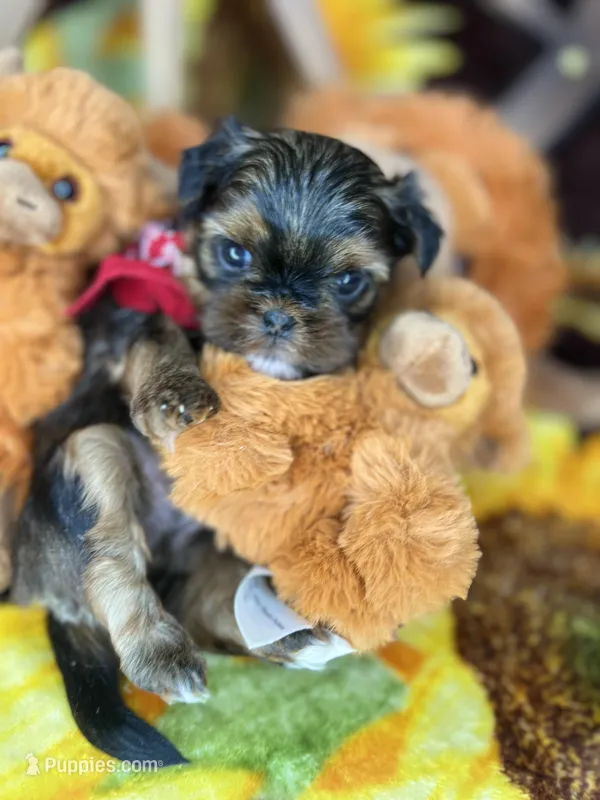 Kayce Baby doll face  – Shorkie puppy for sale in Tacoma, WA