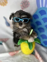 Maverick  vet check fecal test ready now! , a male Shih Tzu and Yorkshire Terrier for sale in Tacoma, WA – 2 of 10